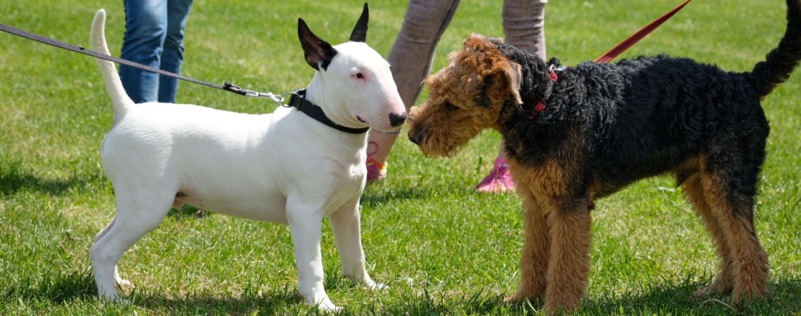 Welsh Terrier avec autre chien