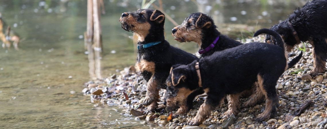 Welsh Terrier chiots