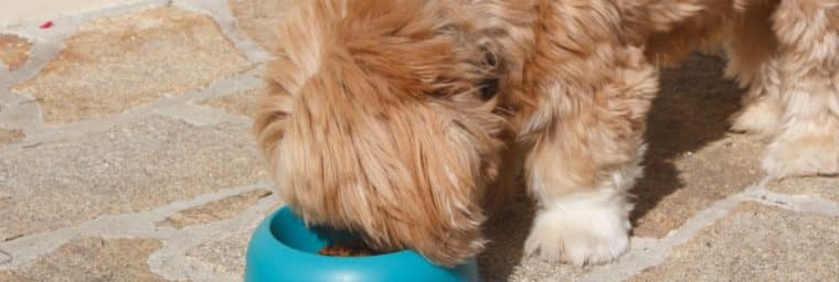 alimentation lhassa apso