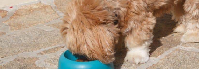 alimentation lhassa apso