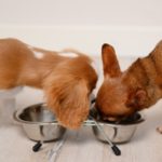 allergie alimentaire chien