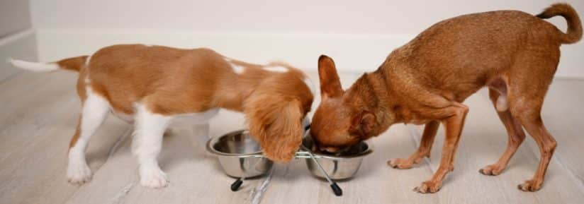 allergie alimentaire chien