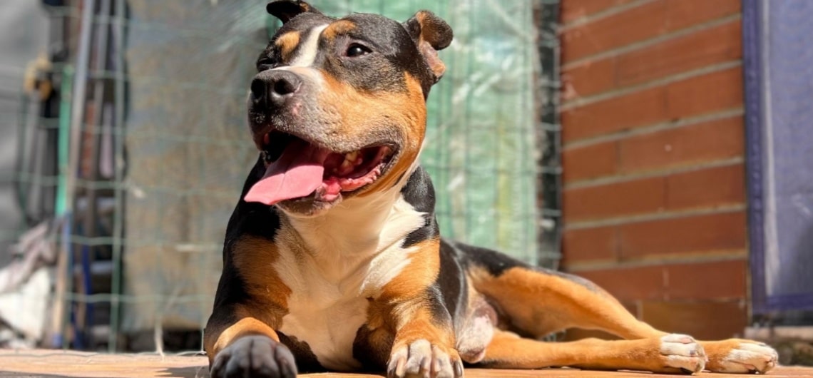 american staffordshire terrier tricolore