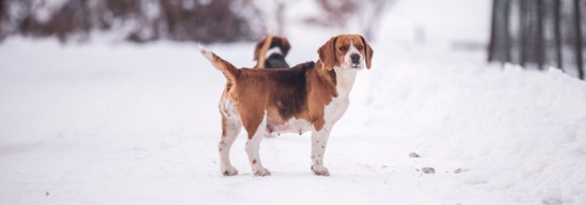 beagle-harrier