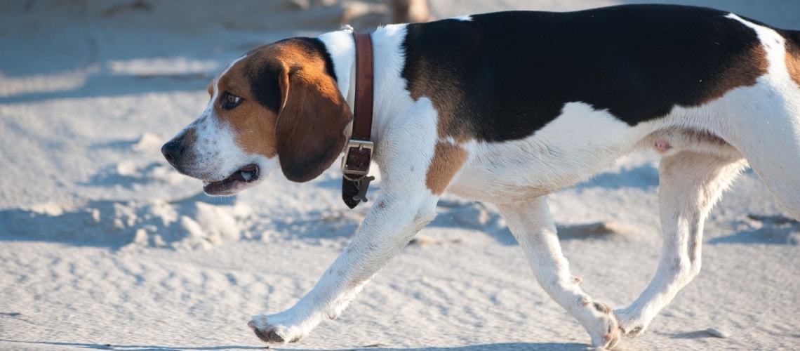 beagle-harrier chasse