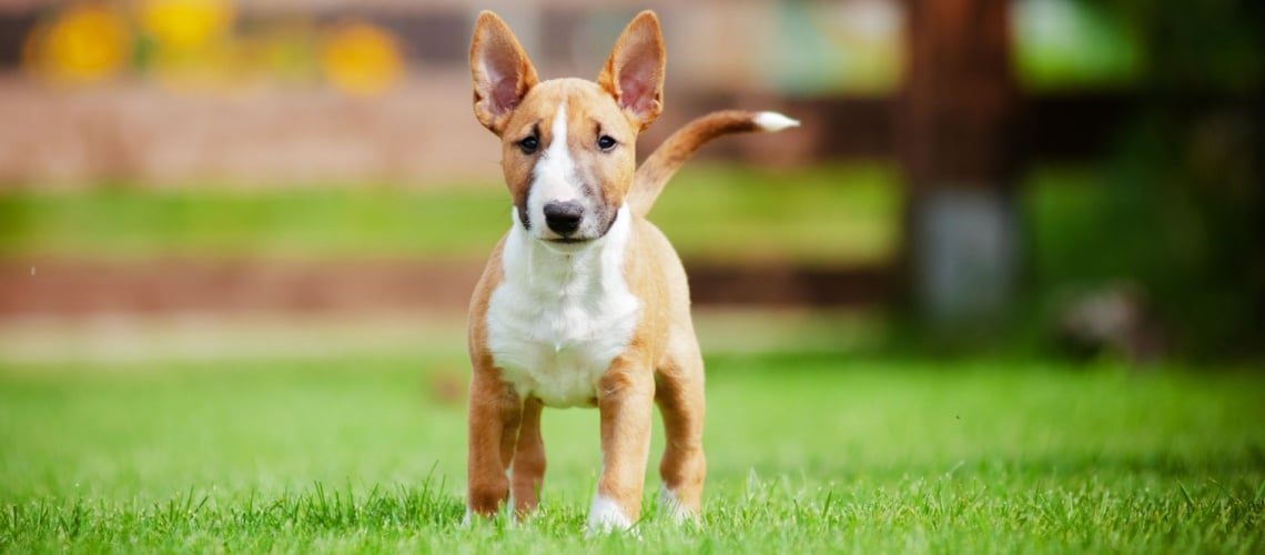 bull terrier miniature