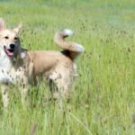 canaan dog