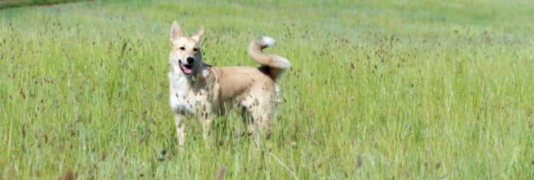 canaan dog