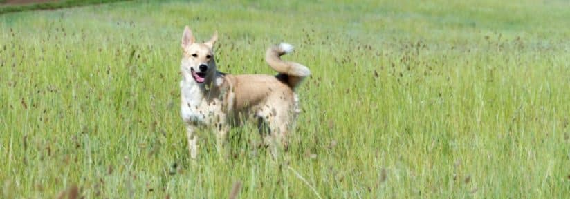 canaan dog