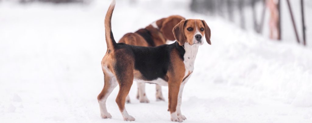 chien Beagle harrier