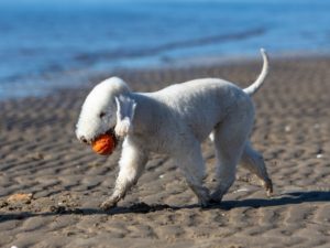 chien Bedlington Terrier