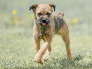 chien Border Terrier