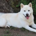 chien Jindo Coréen