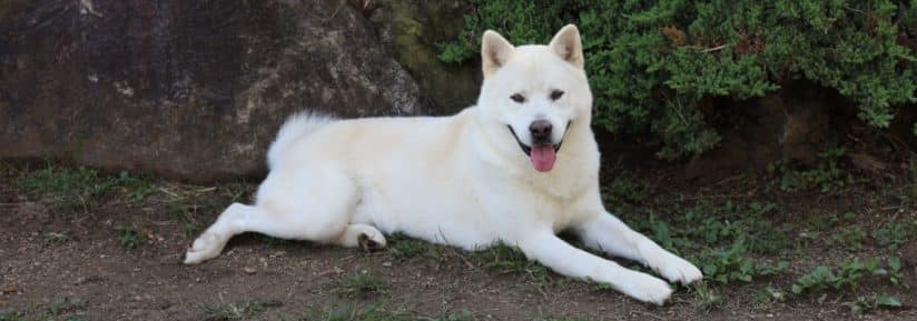 chien Jindo Coréen