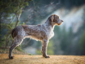 chien Spinone italiano