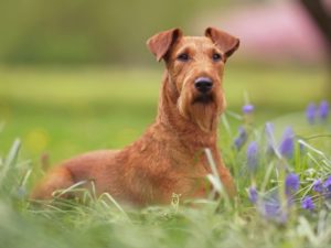 chien Terrier irlandais