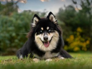 chien pomsky