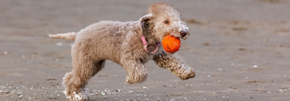 chiot Bedlington Terrier