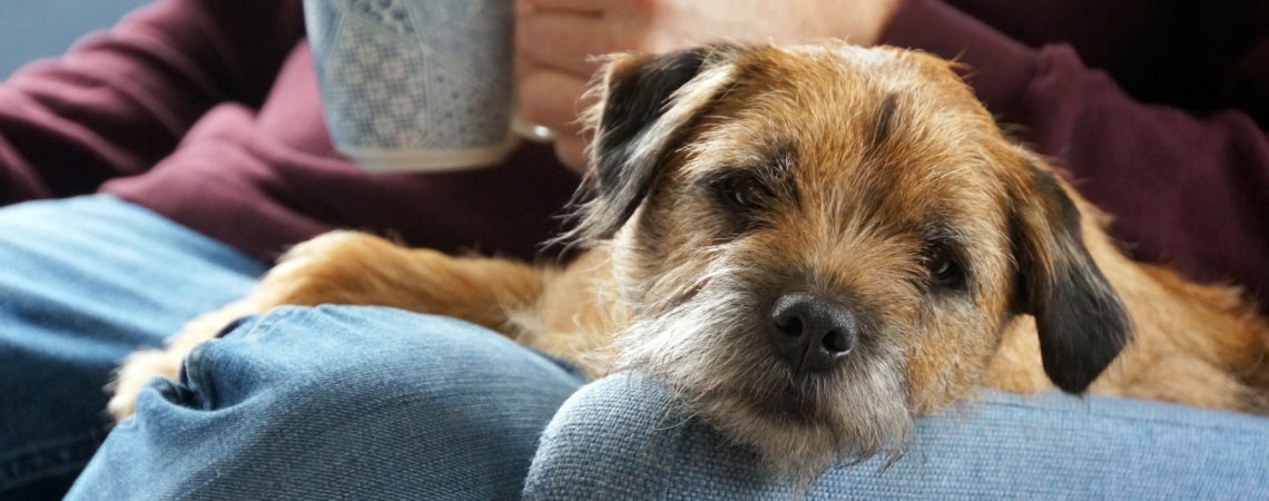 chiot Border Terrier