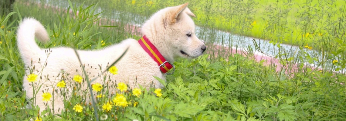 chiot Jindo Coréen