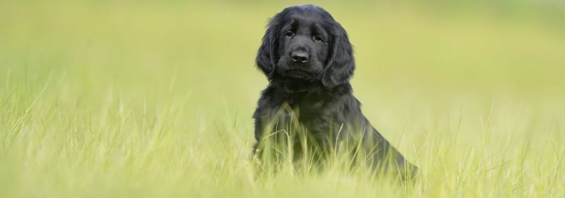 chiot Retriever à poil plat