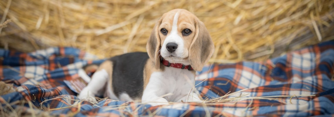 chiot beagle-harrier.jpg