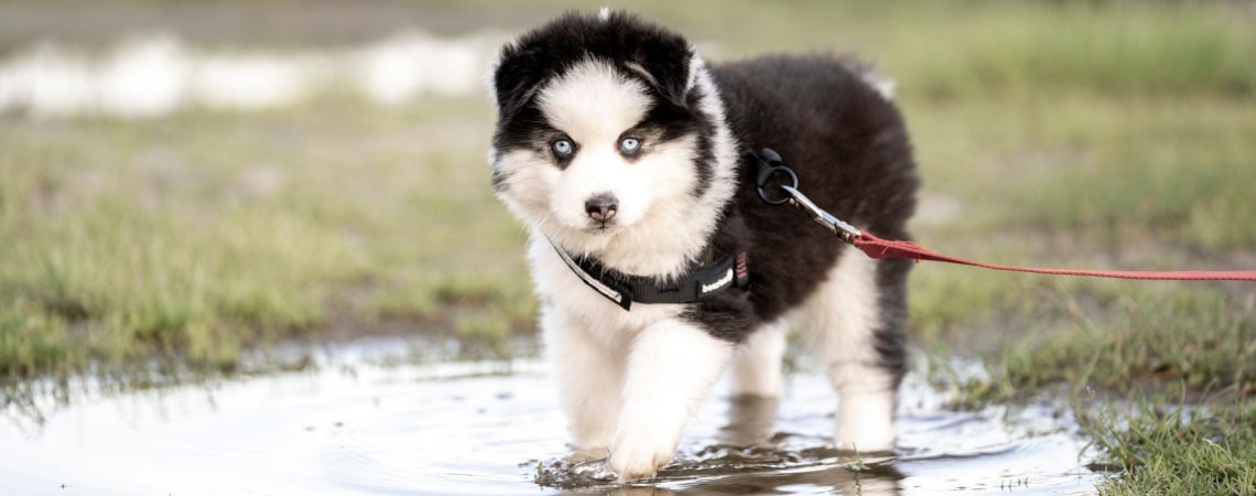 chiot pomsky