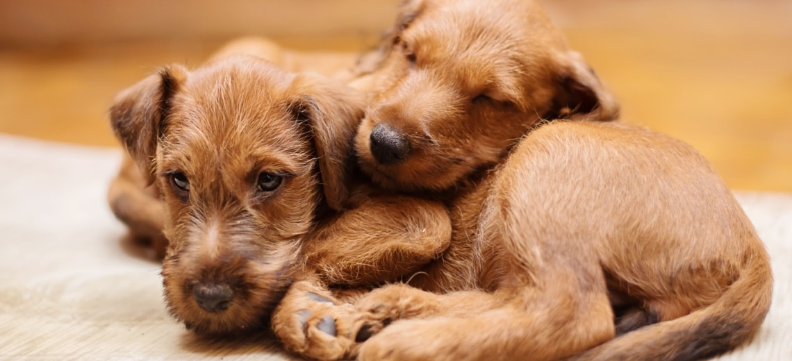 chiot terrier irlandais