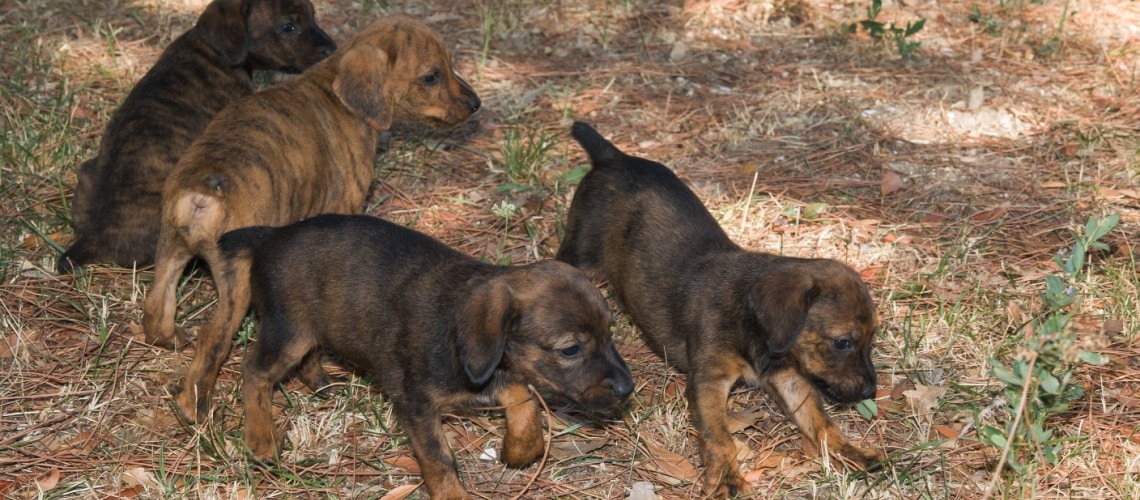 chiots Segugio Maremmano