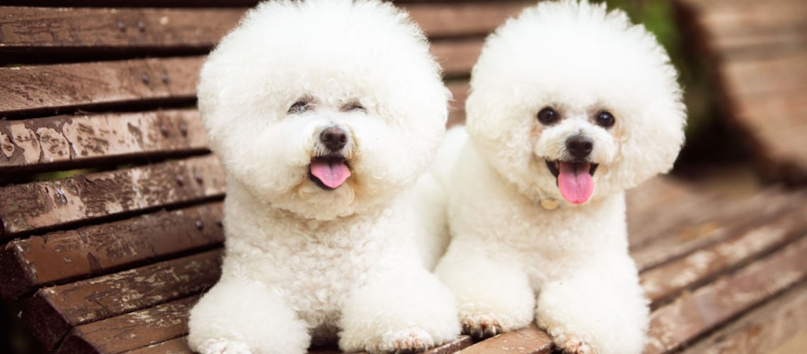 deux bichons frisés