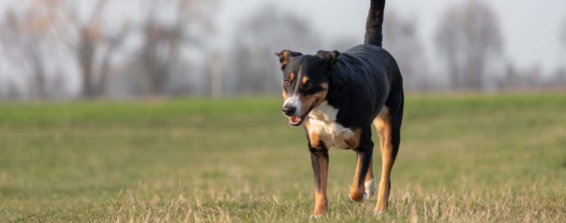 grand bouvier suisse tricolore