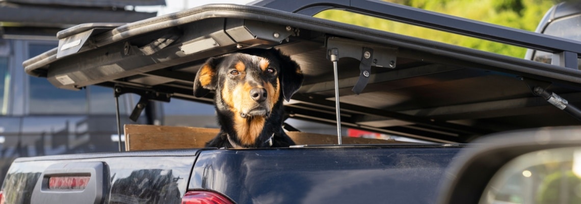 harrier chien