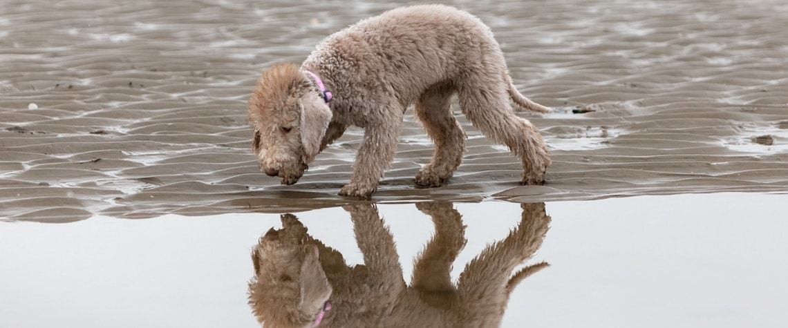 jeune Bedlington Terrier