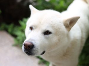 jindo coréen - race de chien