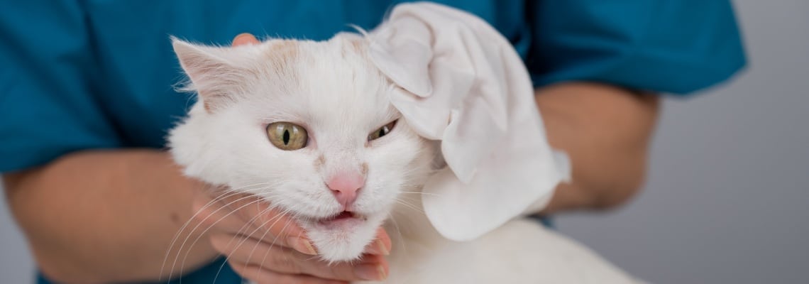 laver un chat au gant de toilette