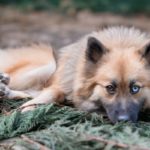 pomsky race de chien