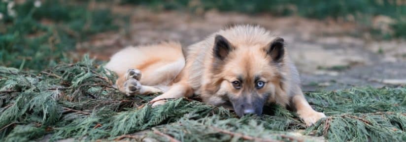 pomsky race de chien