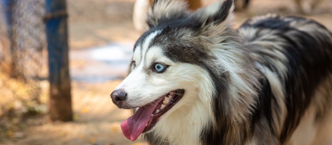 pomsky yeux bleus