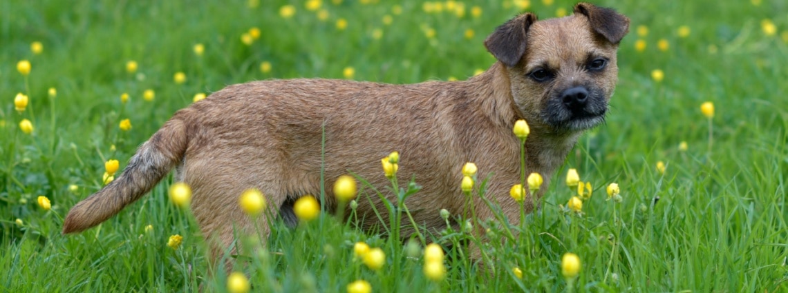 race Border Terrier