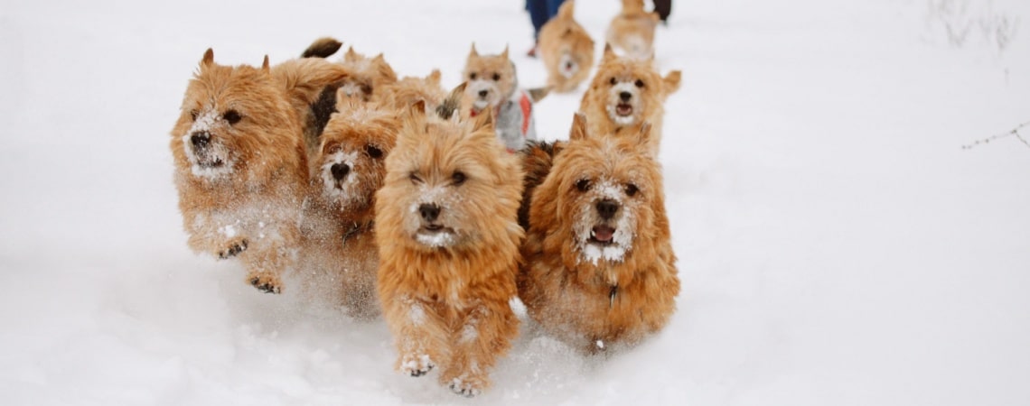 Norwich Terrier