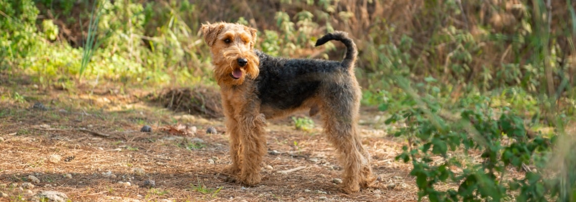 Welsh Terrier