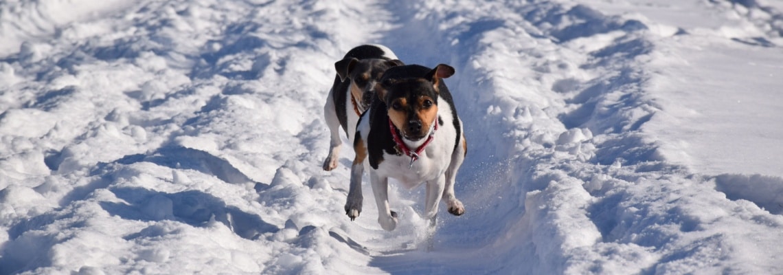 race de chien Terrier brésilien