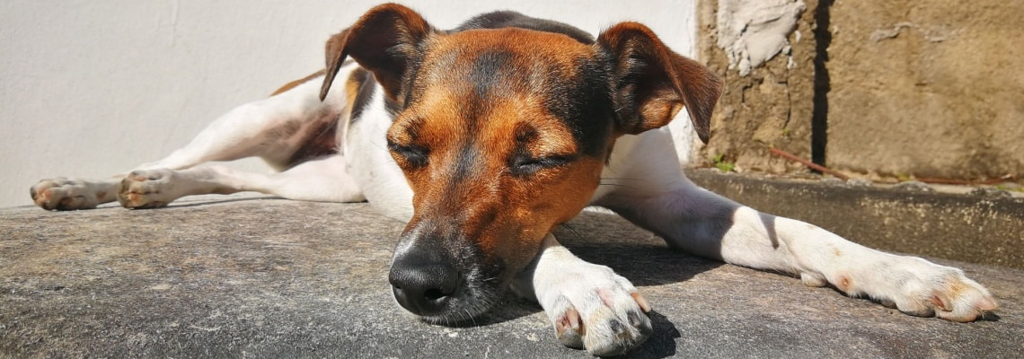 terrier brésilien