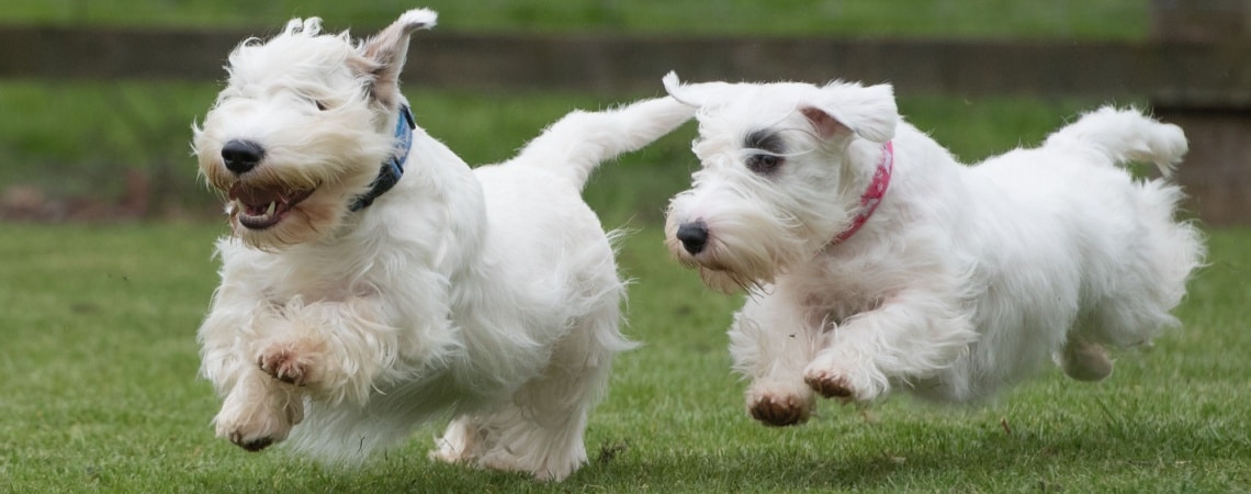 2 Sealyham Terrier