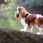 Cavalier King Charles