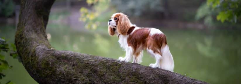 Cavalier King Charles