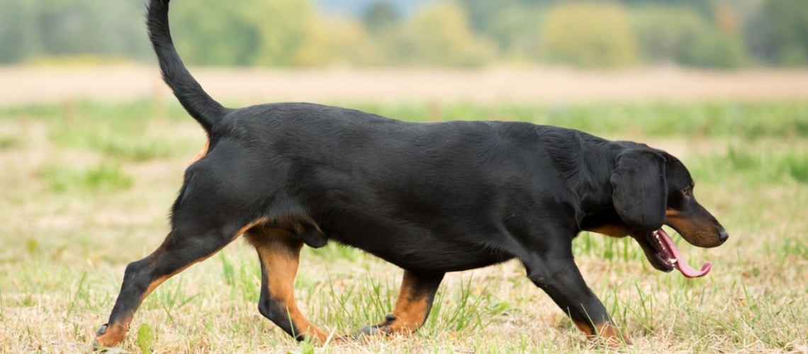 Chien courant slovaque