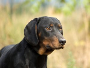 Chien courant slovaque