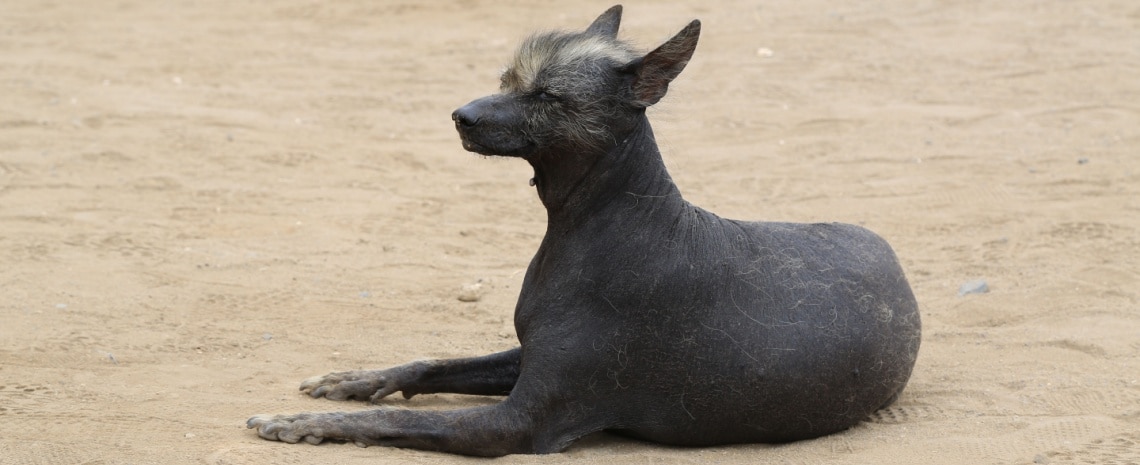 Chien nu du Pérou