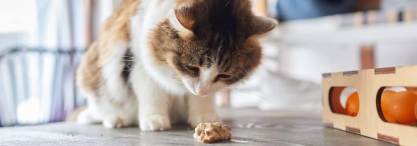 Croquette pour un chat qui vomit souvent